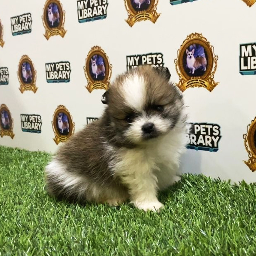 MKA Pomeranian Puppy (Male) For Sale