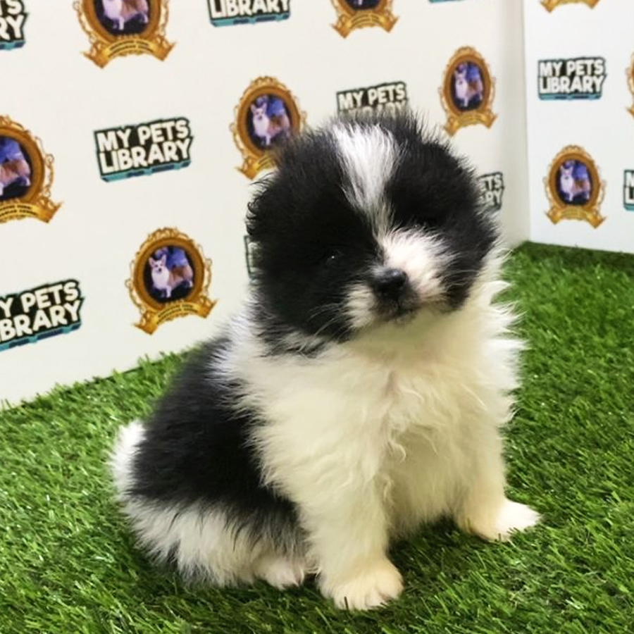 MKA Pomeranian Puppy (Male) For Sale