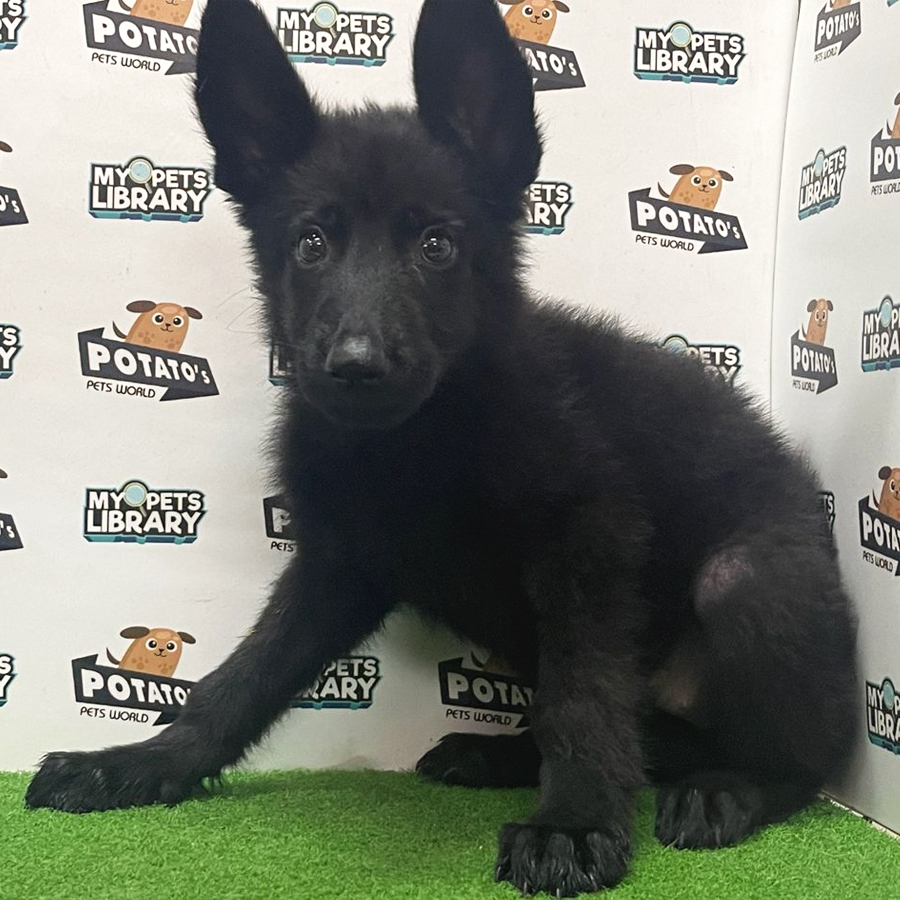 German Shepherd Puppy (Male) For Sale