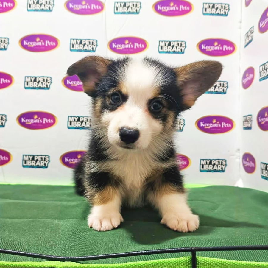 MKA Welsh Corgi Puppy (Female) For Sale