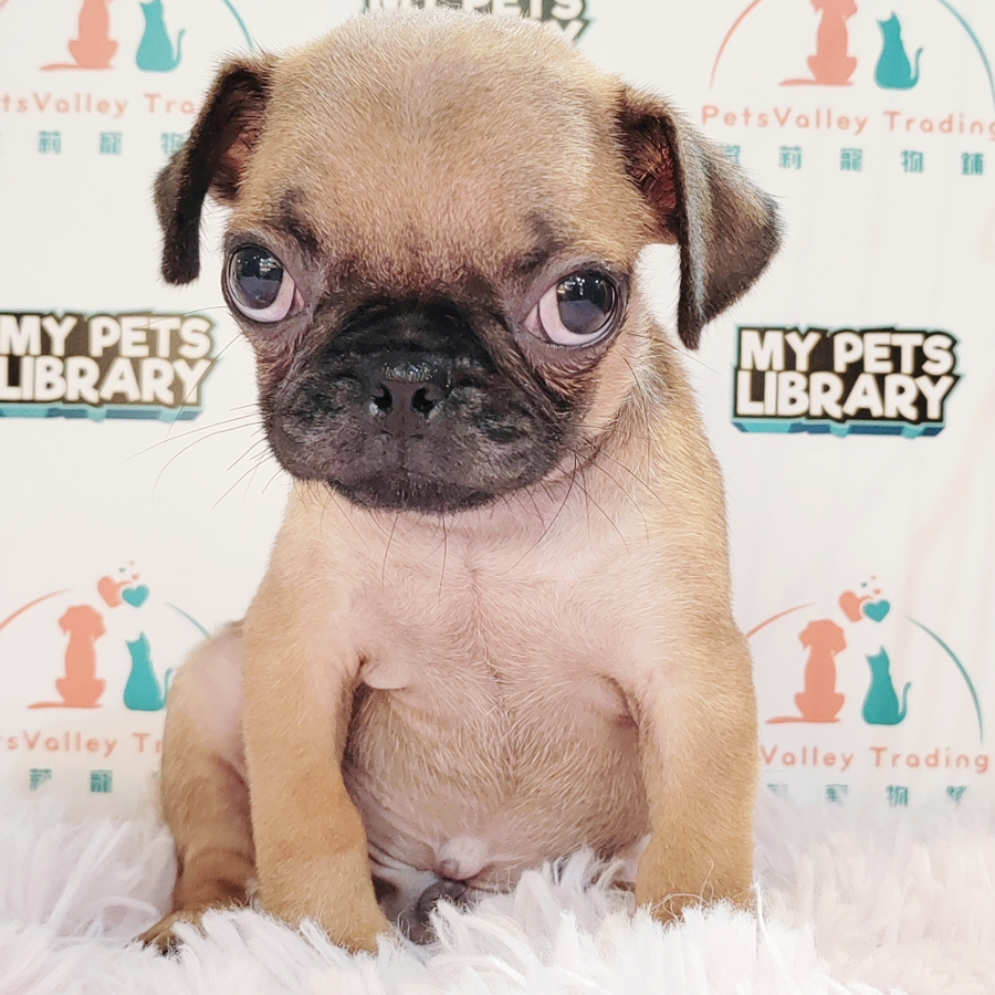 Pug Puppy (Male) For Sale