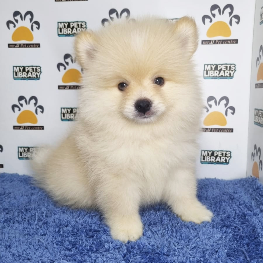 Pomeranian Puppy (Male) For Sale