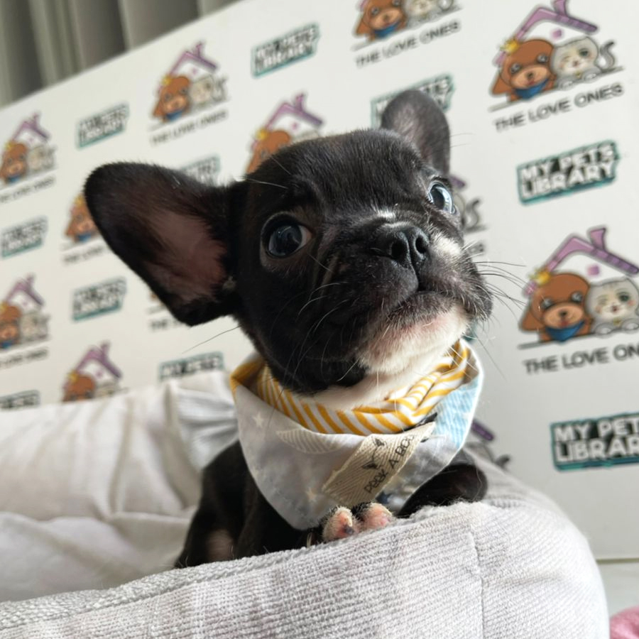 French Bulldog Puppy (Female) For Sale