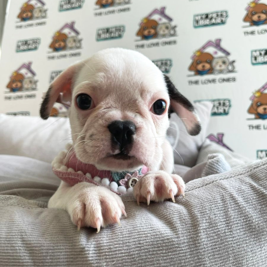 French Bulldog Puppy (Female) For Sale