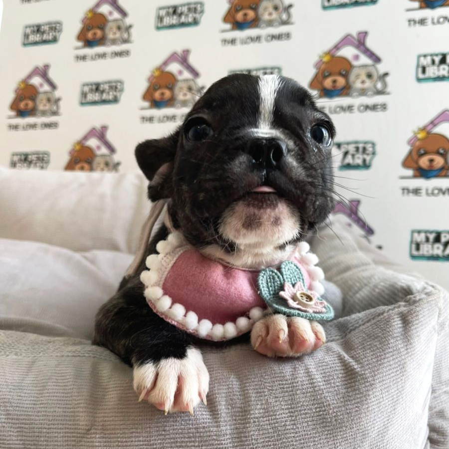 French Bulldog Puppy (Female) For Sale