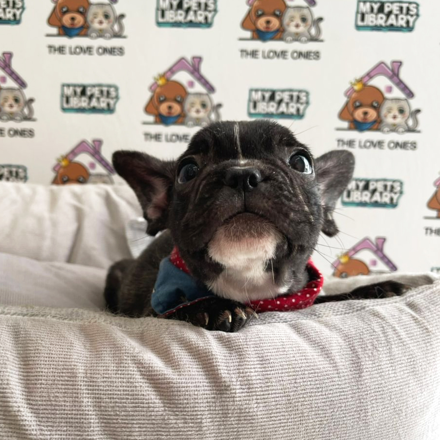 French Bulldog Puppy (Male) For Sale