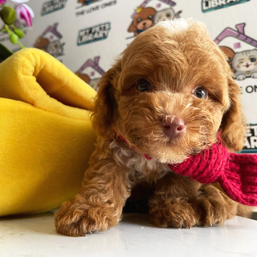 Toy Poodle Puppy (Male) For Sale