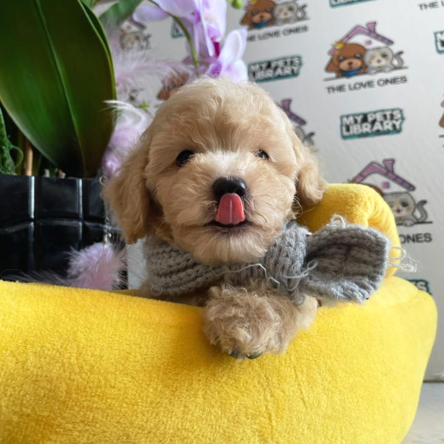 Toy Poodle Puppy (Male) For Sale