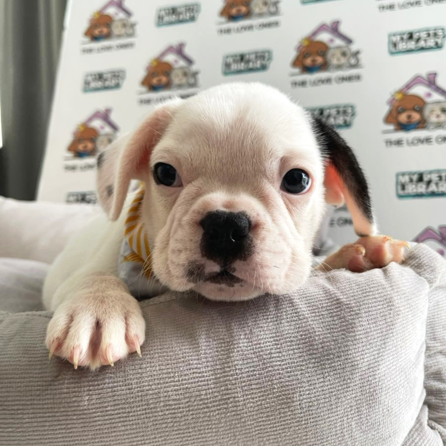 French Bulldog Puppy (Male) For Sale