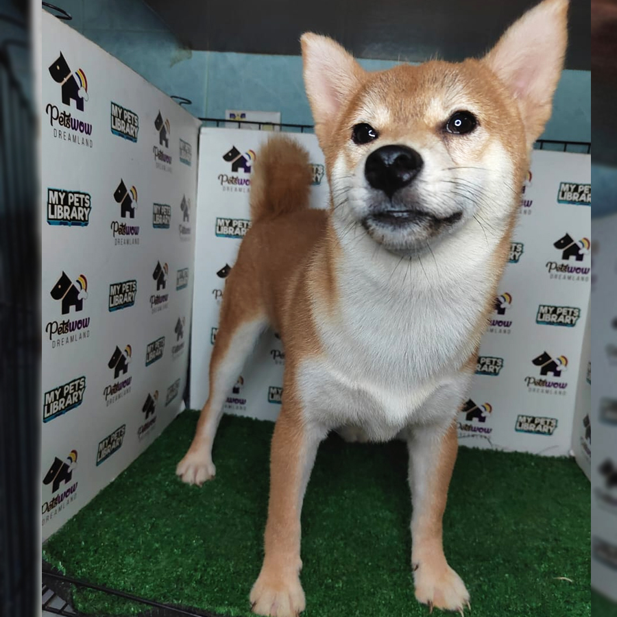 MKA Shiba Inu Puppy (Female) For Sale