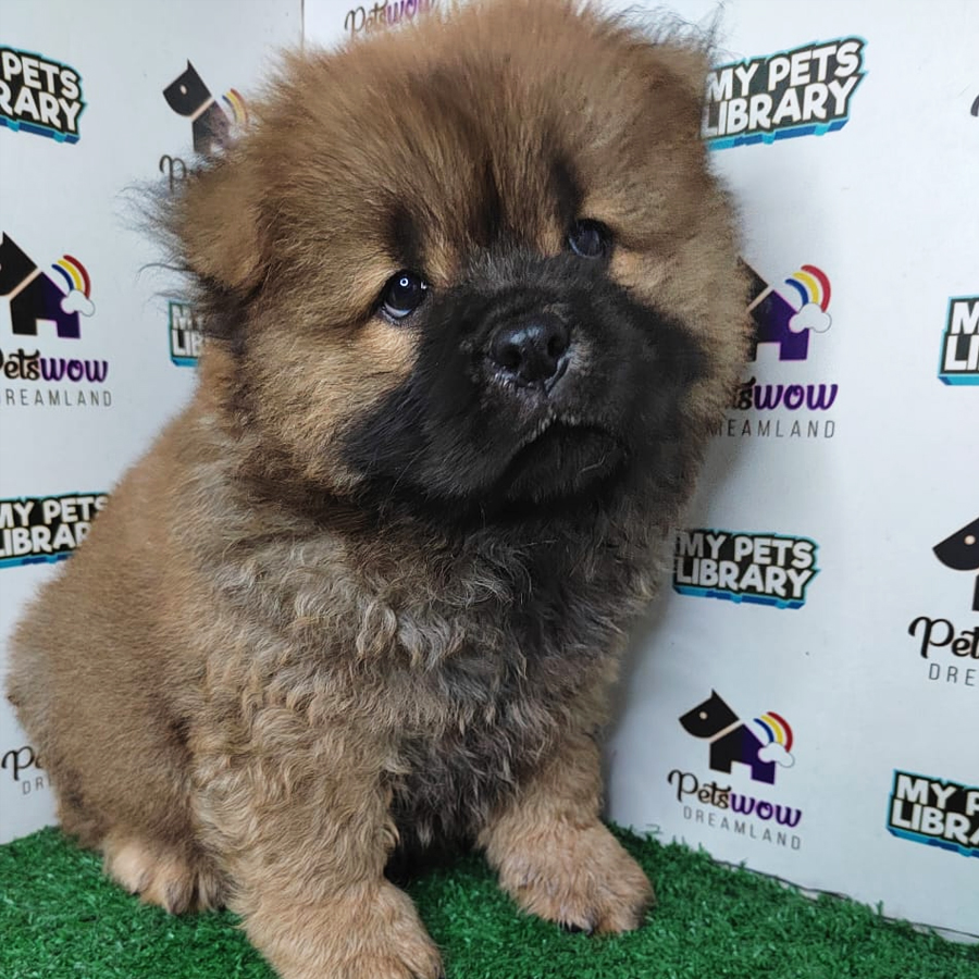 Chow Chow Puppy (Male) For Sale