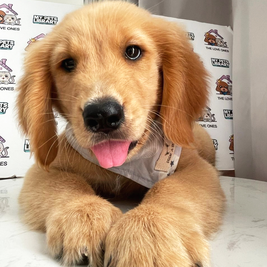 MKA Golden Retriever Puppy (Female) For Sale
