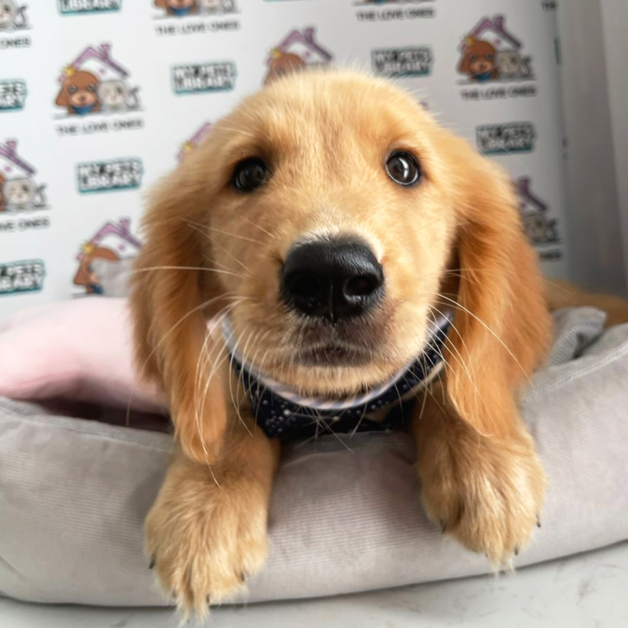 Golden Retriever Puppy (Male) For Sale