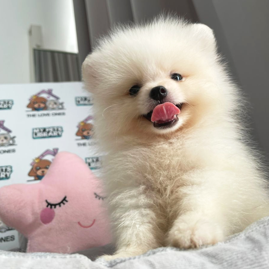 Pomeranian Puppy (Male) For Sale