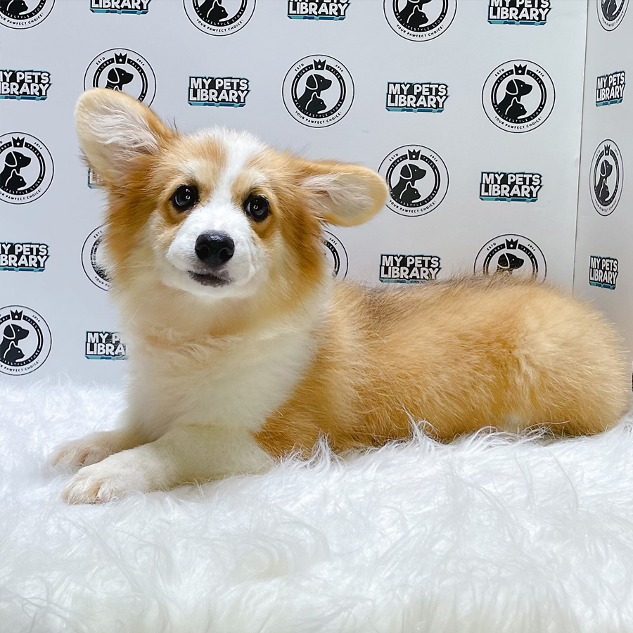 MKA Welsh Corgi Puppy (Female) For Sale