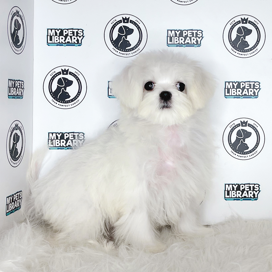 MKA Maltese Puppy (Female) For Sale