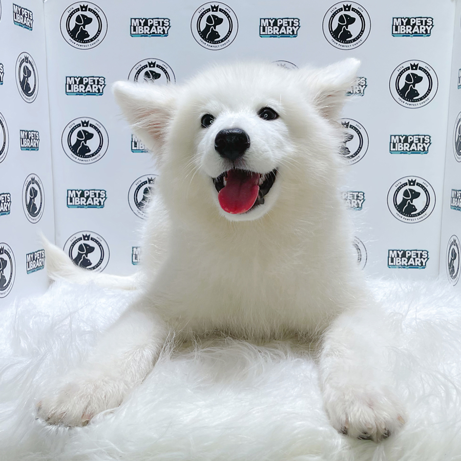 MKA Samoyed Puppy (Male) For Sale