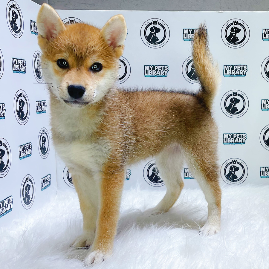 MKA Shiba Inu Puppy (Female) For Sale