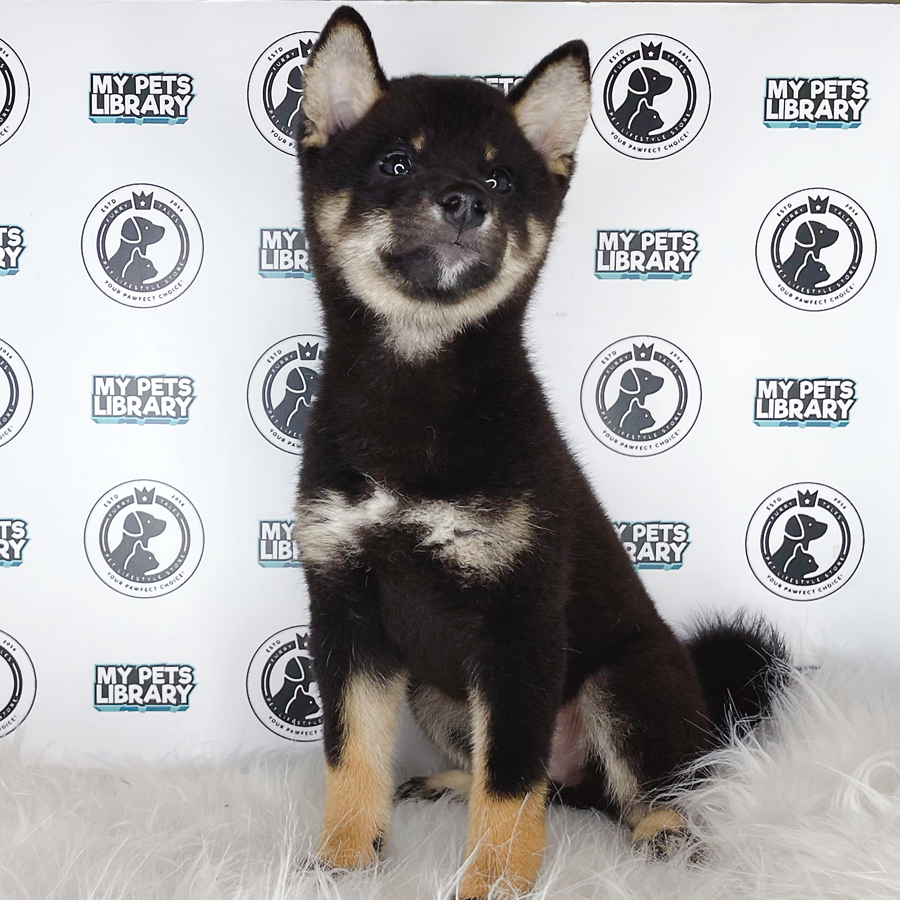 MKA Shiba Inu Puppy (Female) For Sale