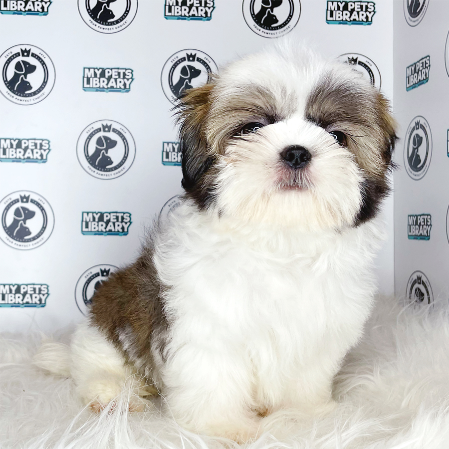 Shi Tzu Puppy (Male) For Sale