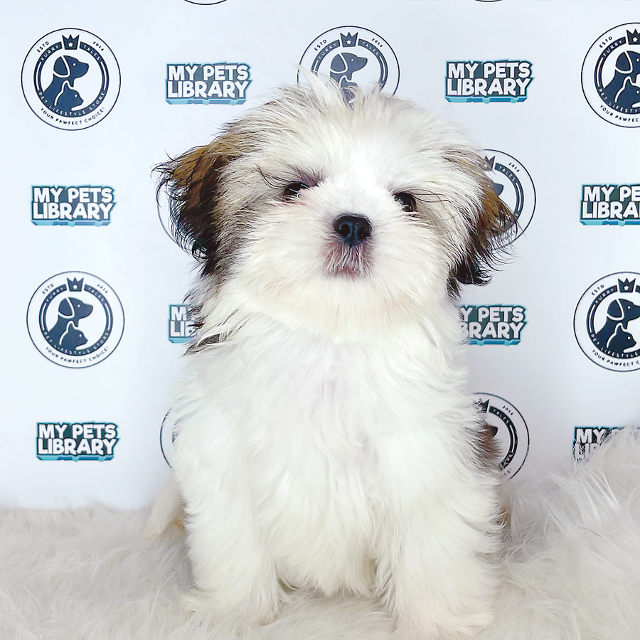Shi Tzu Puppy (Female) For Sale