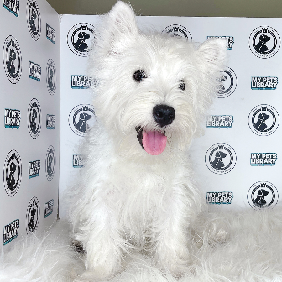 MKA West Highland Terrier Puppy (Male) For Sale