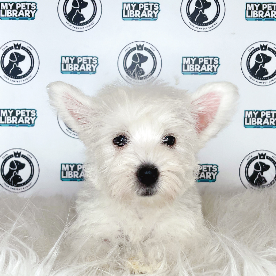 MKA West Highland Terrier Puppy (Female) For Sale