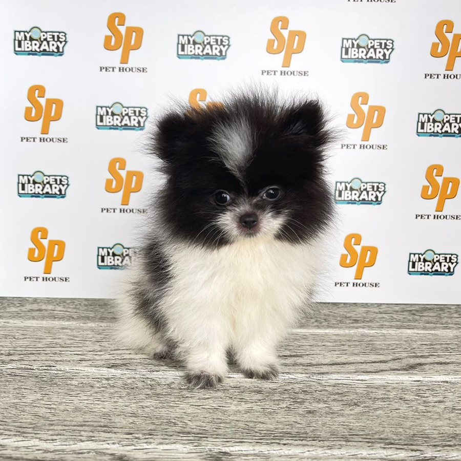 Tiny Pomeranian Puppy (Male) For Sale