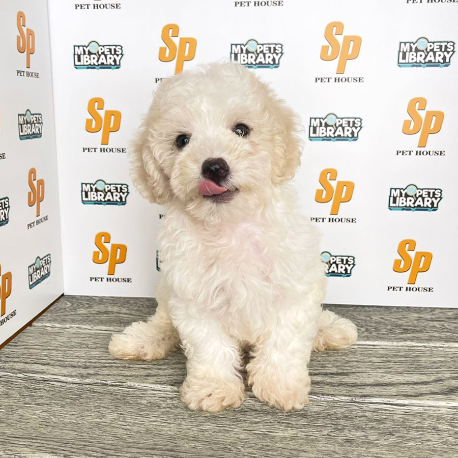 Toy Poodle Puppy (Male) For Sale