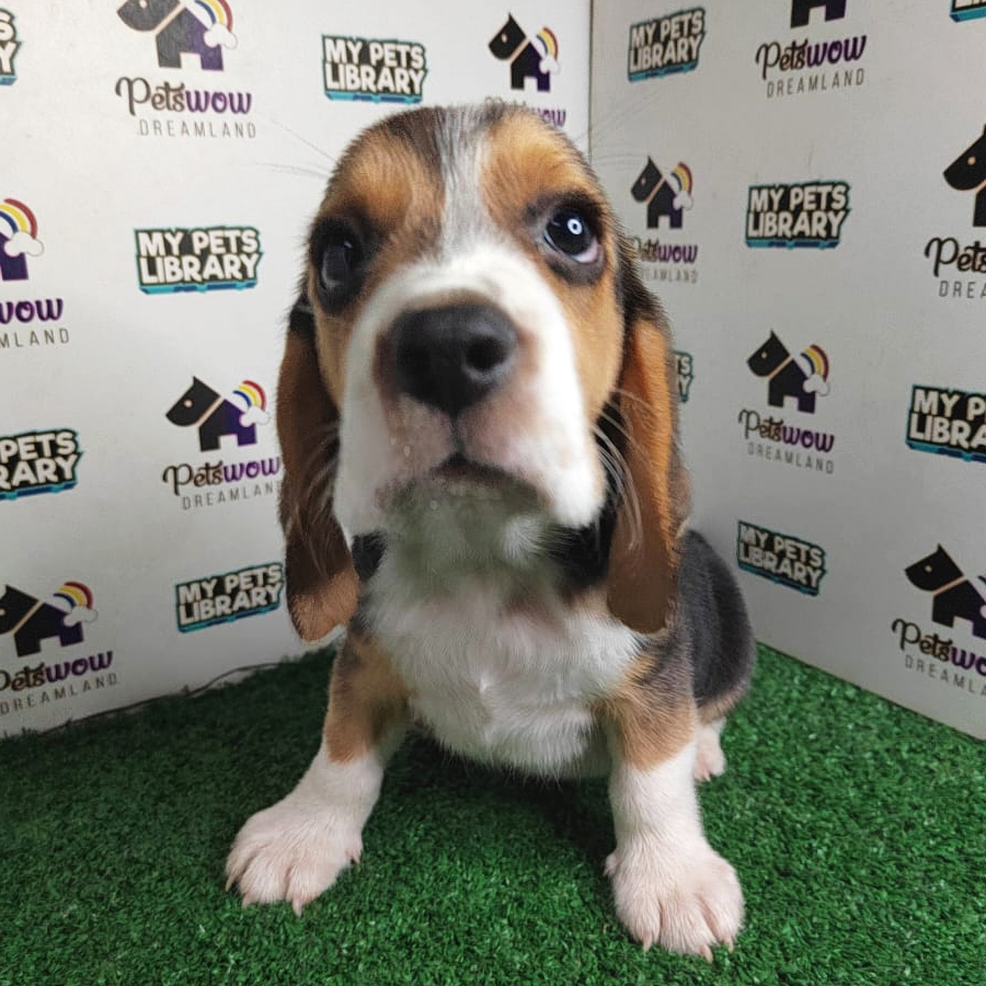MKA Beagle Puppy (Male) For Sale