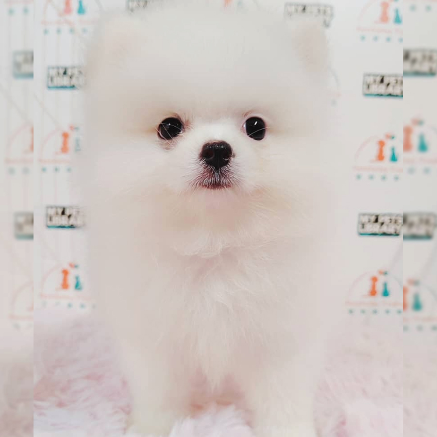 Pomeranian Puppy (Female) For Sale
