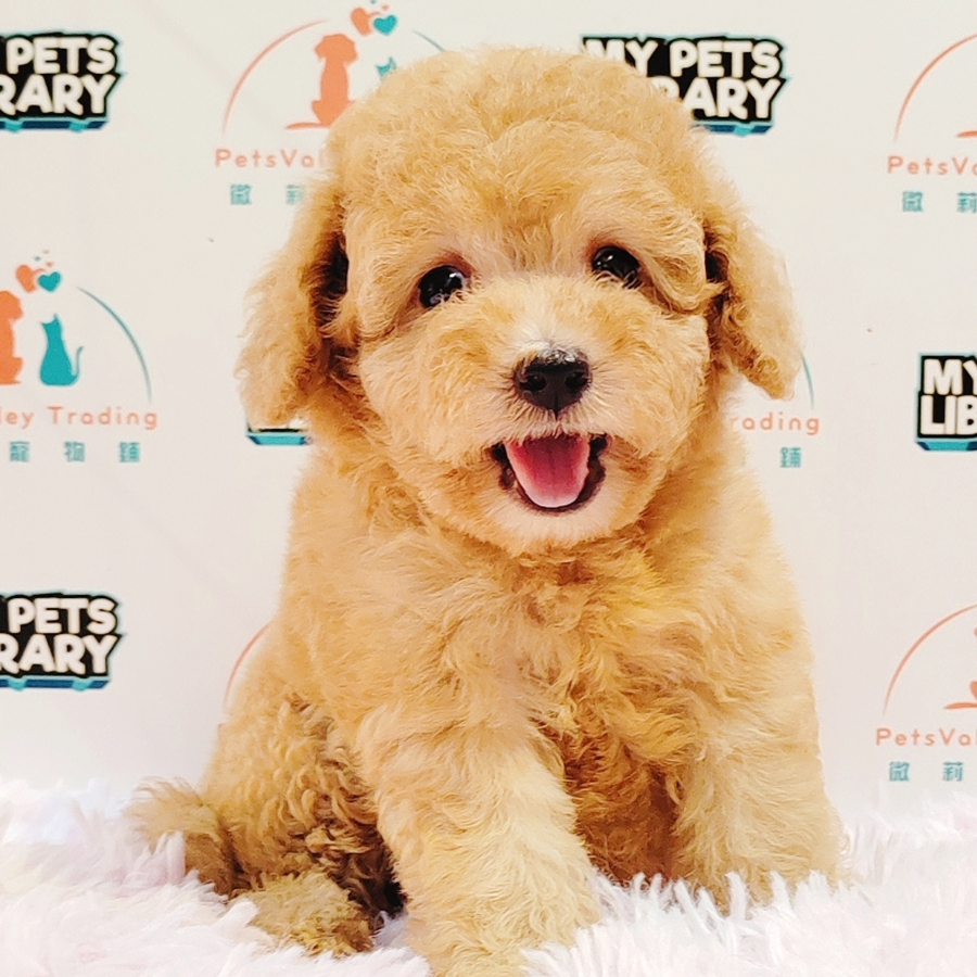 Toy Poodle Puppy (Female) For Sale