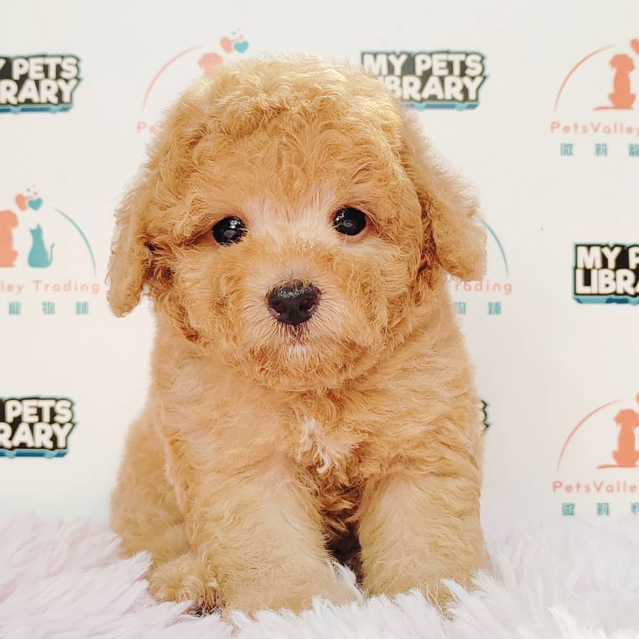 Toy Poodle Puppy (Male) For Sale