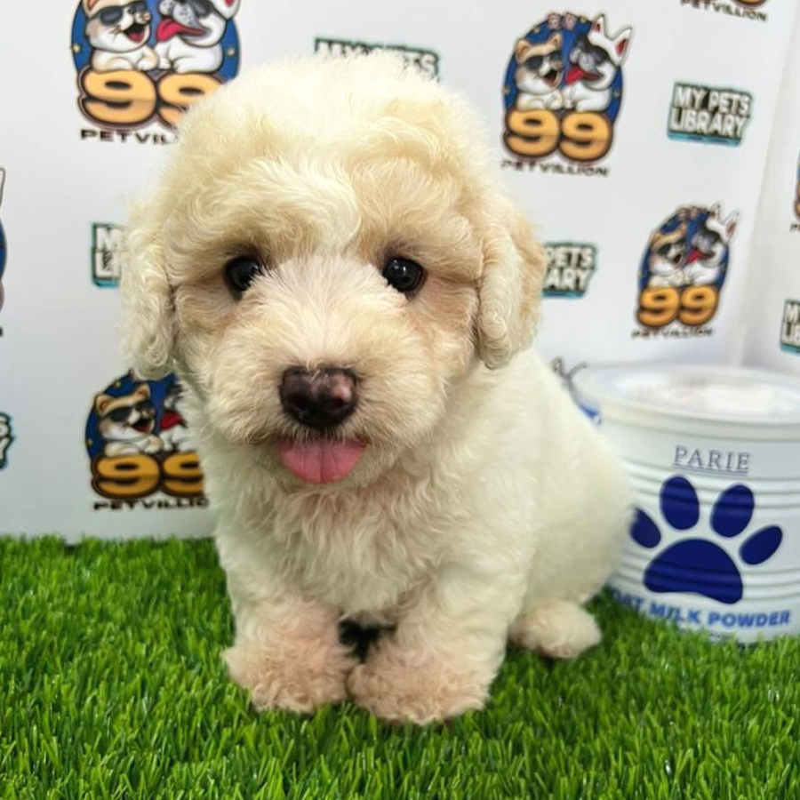 Toy Poodle Puppy (Male) For Sale