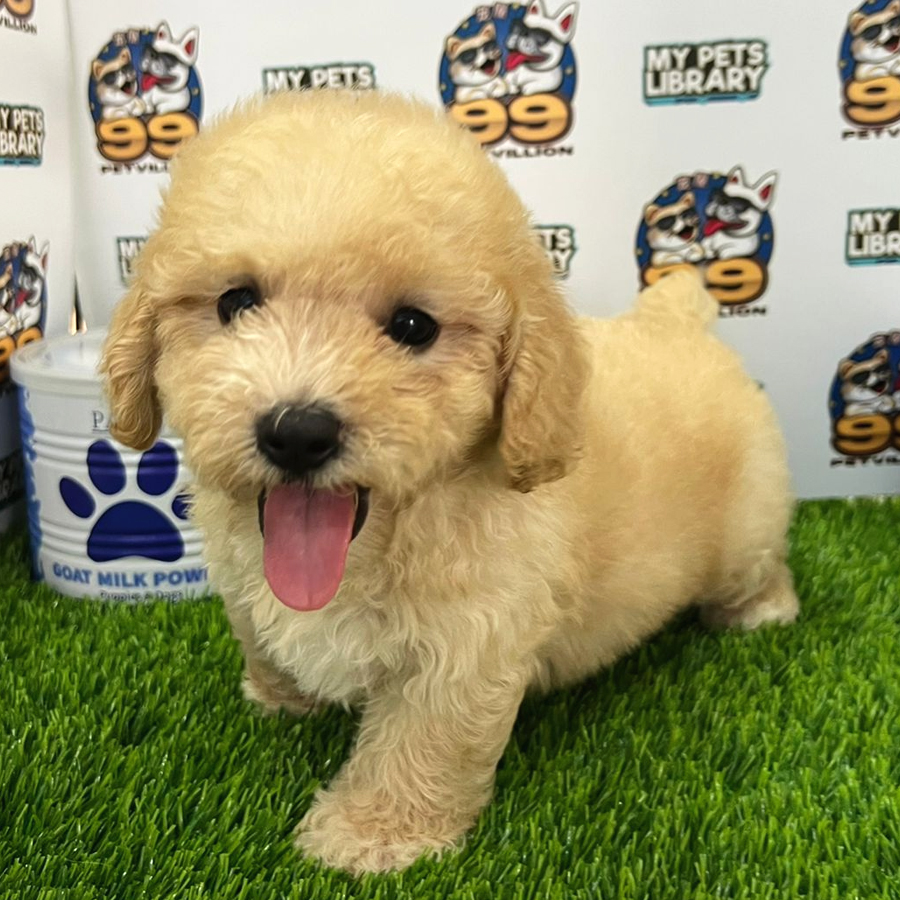 Toy Poodle Puppy (Male) For Sale
