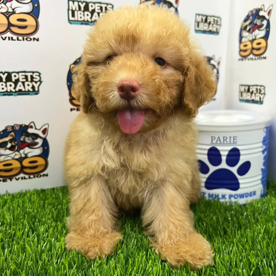 Toy Poodle Puppy (Female) For Sale