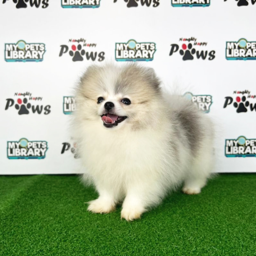 Pomeranian Puppy (Female) For Sale