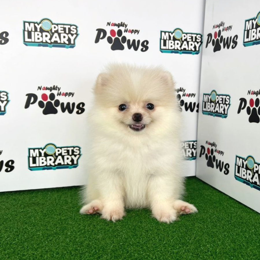 Pomeranian Puppy (Female) For Sale