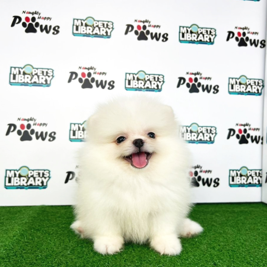 Pomeranian Puppy (Male) For Sale