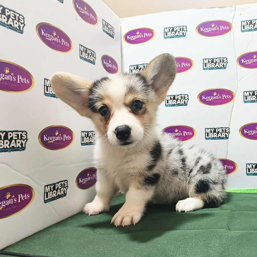 Welsh Corgi Puppy (Female) For Sale