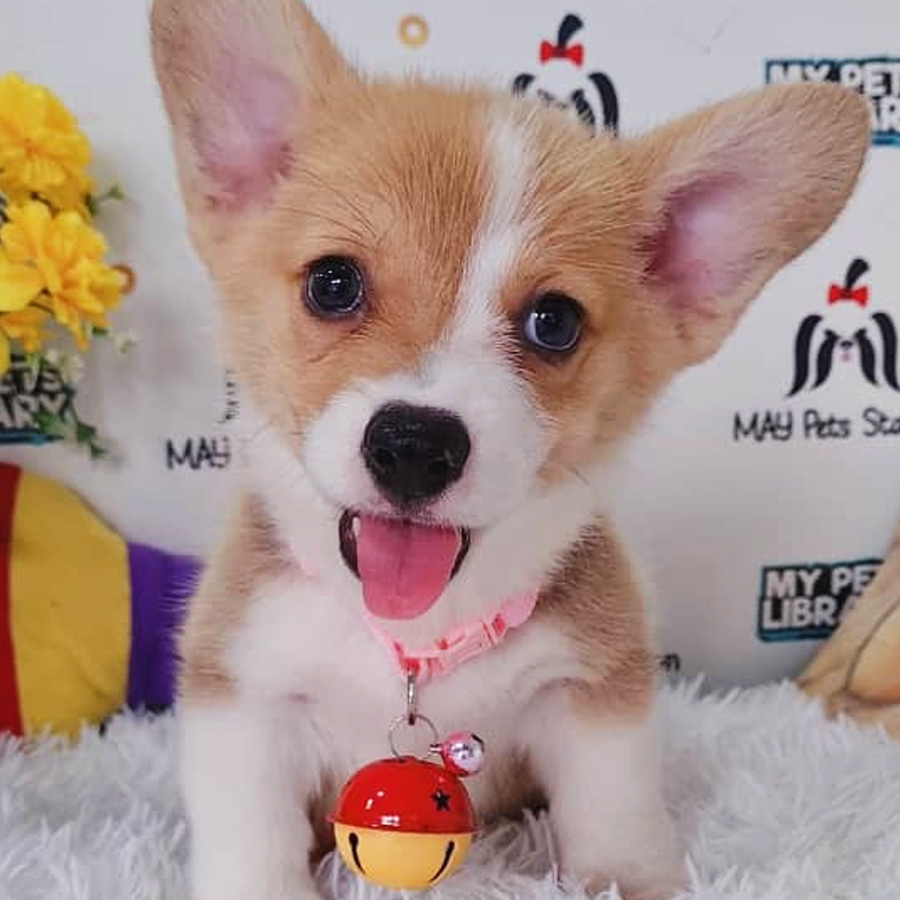 Welsh Corgi Puppy (Male) For Sale