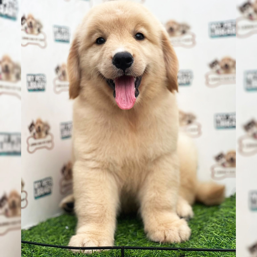 Golden Retriever Puppy (Male) For Sale