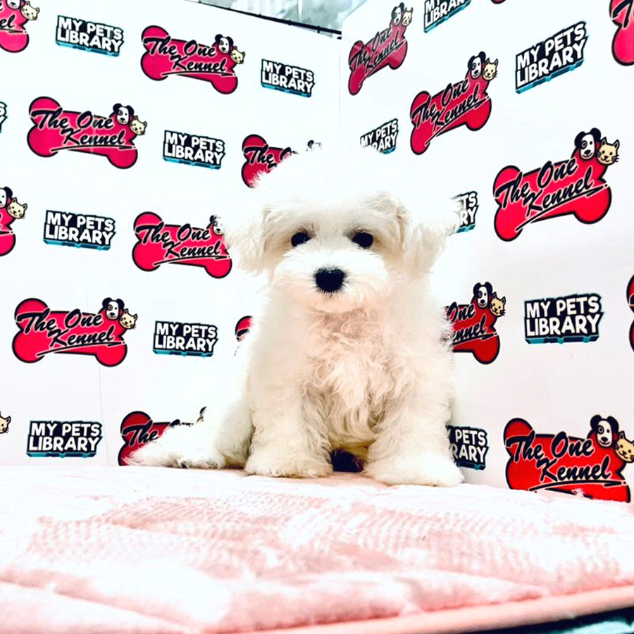 MKA Bichon Frise Puppy (Female) For Sale