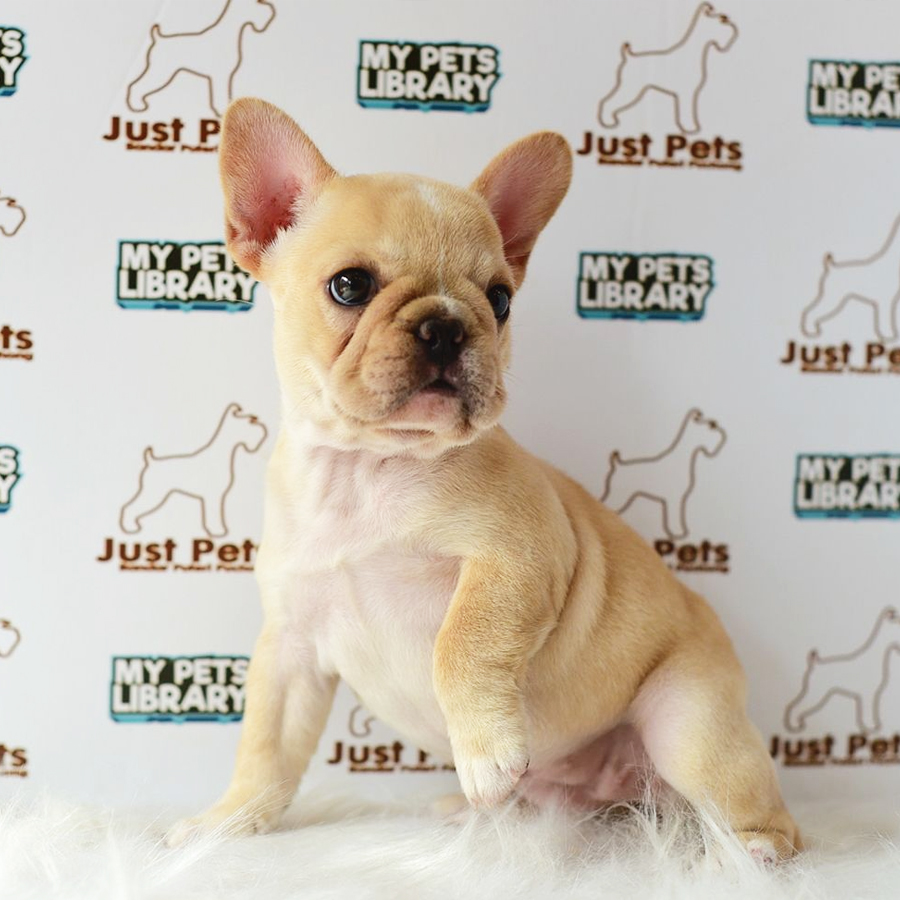 MKA French Bulldog Puppy (Female) For Sale