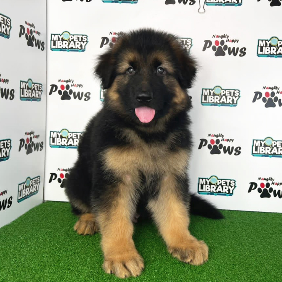 German Shepherd Puppy (Male) For Sale