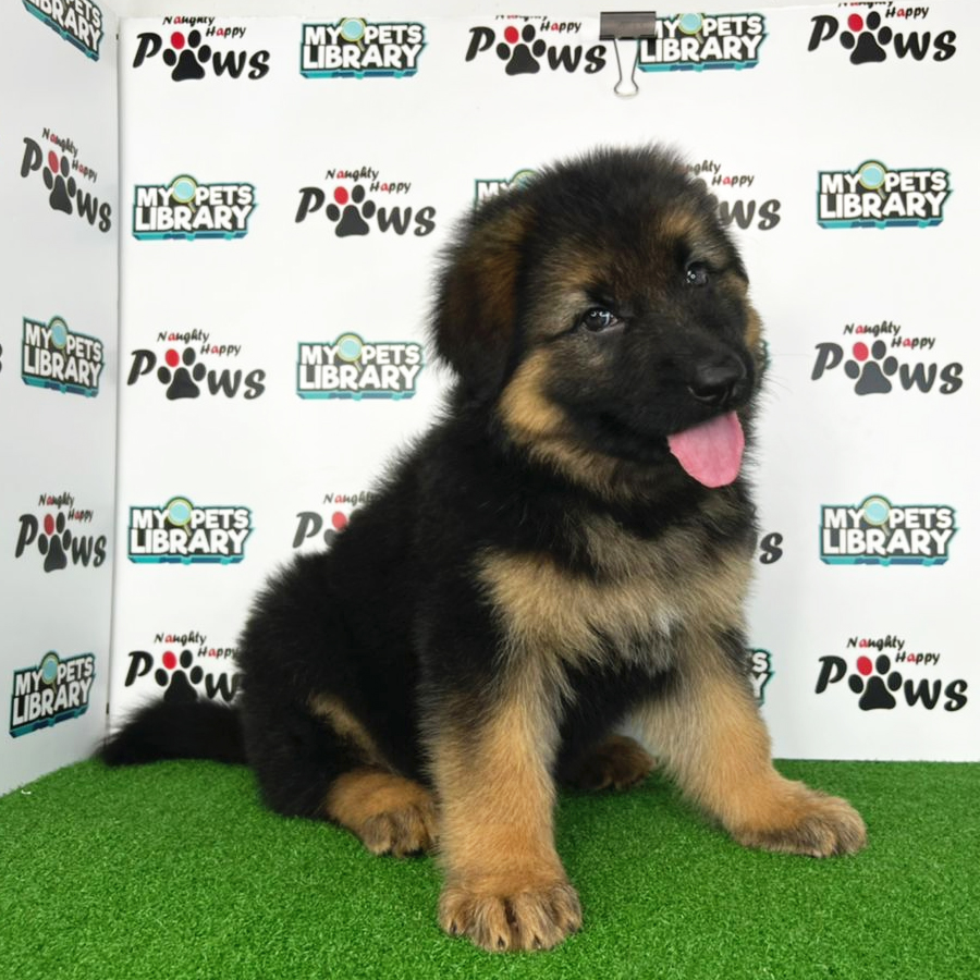 German Shepherd Puppy (Female) For Sale