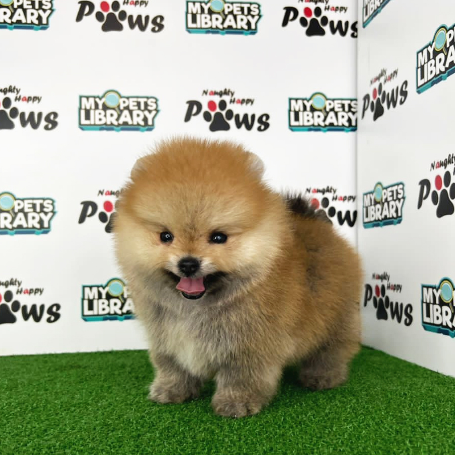 Pomeranian Puppy (Male) For Sale