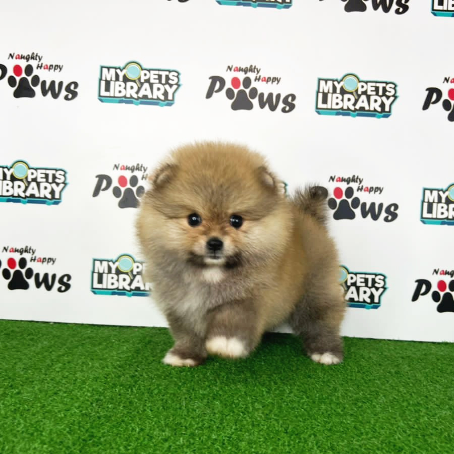 Pomeranian Puppy (Female) For Sale