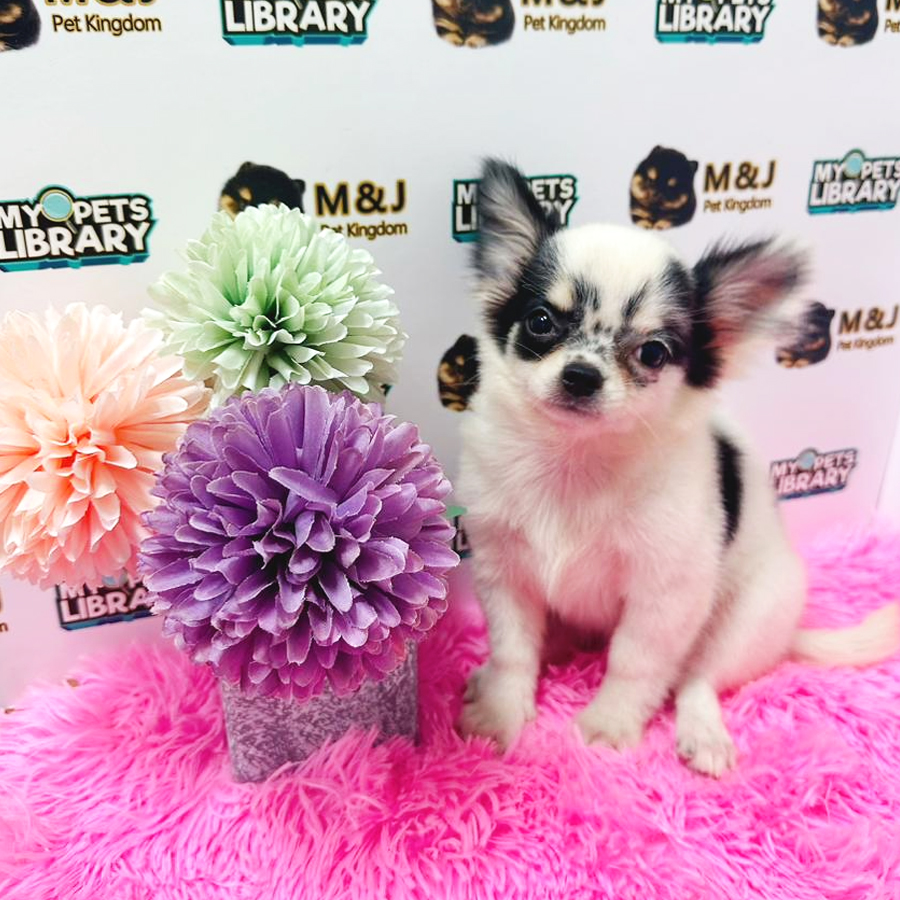 Chihuahua Puppy (Female) For Sale