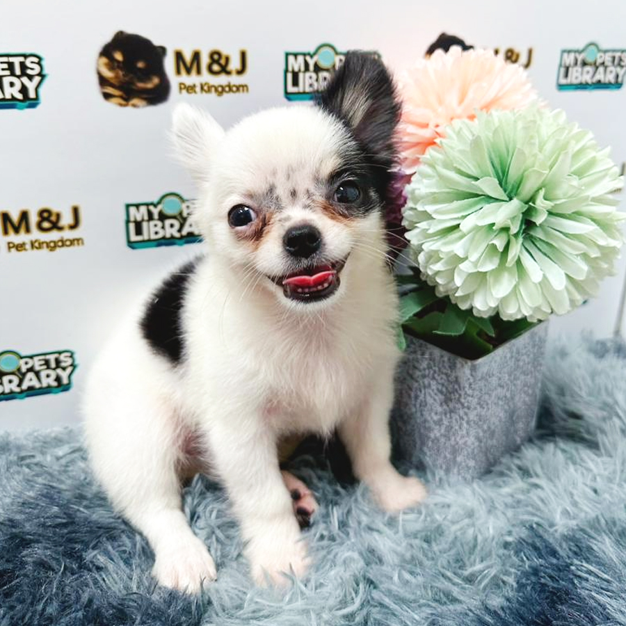 Chihuahua Puppy (Male) For Sale